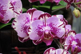 花卉市場隨拍 苗木種植及技術(shù)咨詢