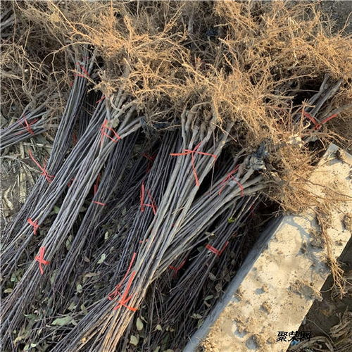 美國八號蘋果苗 基地信息、種植技術(shù)與市場報價