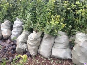 泰安國富苗木 廣東藍(lán)莓苗供應(yīng)、優(yōu)惠價格及種植技術(shù)指南