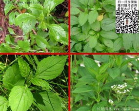 敗醬草種子價格、圖片及種植技術(shù)全解析——江蘇沭陽長景園林苗木場專業(yè)指南