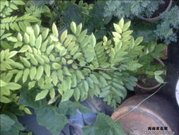 浩浩親手種植的海南黃花梨樹苗 苗木種植與技術(shù)咨詢