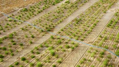 從“死亡之海”到“希望之地” 苗木種植與技術(shù)咨詢的綠色嬗變