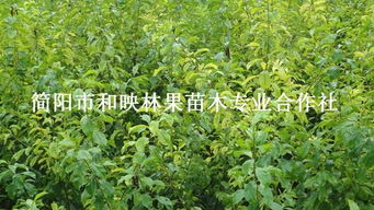 四川優質脆紅李子苗、大五星枇杷苗批發與種植技術全攻略——走進簡陽市和映林果苗木專業合作社