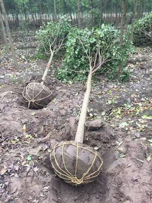 高桿女貞種植全攻略 最佳季節、苗木選擇與技術要點