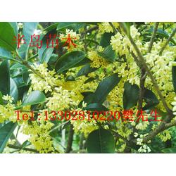 桂花飄香，家園添彩——半島苗木園藝綠化桂花樹苗種植技術(shù)全解析