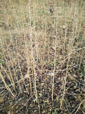 杜梨苗市場行情概覽與種植技術(shù)全解析